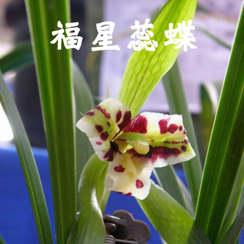 兰花苗 春兰 福星蕊蝶步步高乌蒙牡丹 富贵之光盆栽花卉绿植