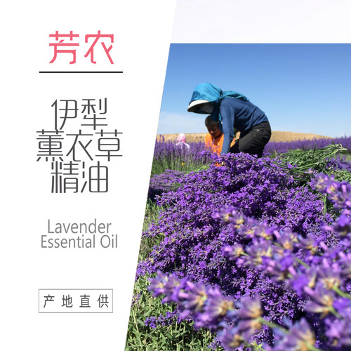 新疆伊犁真实薰衣草精油面部痘印修复助睡眠安神舒眠10ml