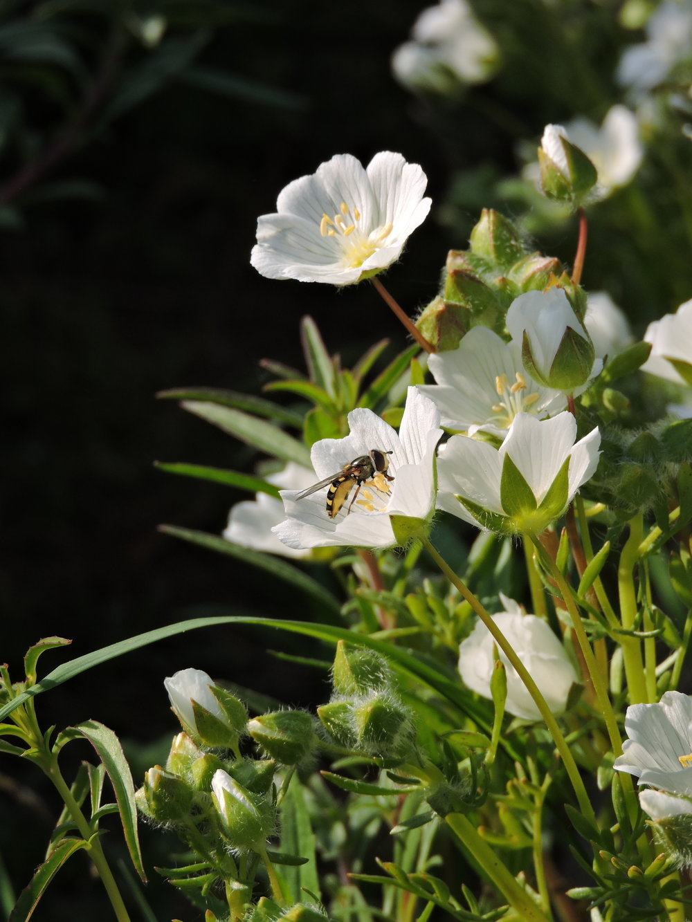 护肤原料-白芒花籽油保湿滋润稳定轻薄好吸收白池花籽油抗氧化