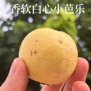 福建漳州 正宗【香软小白芭乐】软糯香甜顺丰5斤包邮老品种芭乐