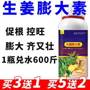 生姜专用膨大素种姜专用肥生姜齐又壮膨大剂提苗生根叶面肥水溶肥