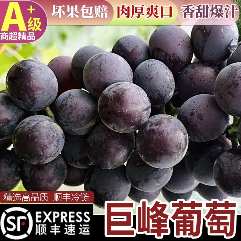 【顺丰冷链】精选巨峰葡萄现摘现发 黑提无籽应季新鲜水果5斤葡萄
