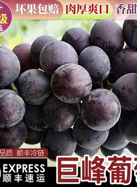 【顺丰冷链】精选巨峰葡萄现摘现发 黑提无籽应季新鲜水果5斤葡萄