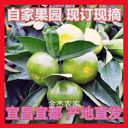 【已卖完】湖北宜昌宜都市现摘特新鲜蜜桔橘子早熟青黄皮无籽孕妇