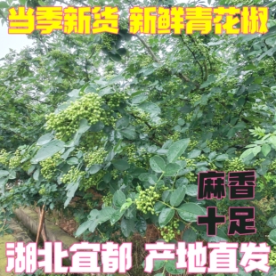 湖北宜都当季新货新鲜麻叶青花椒特产调料农产品包邮