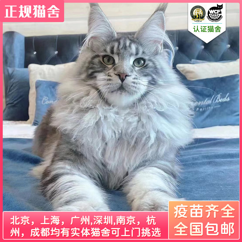纯种缅因猫幼猫赛级巨型缅因猫库恩烟灰银虎斑猫咪活体长毛宠物猫