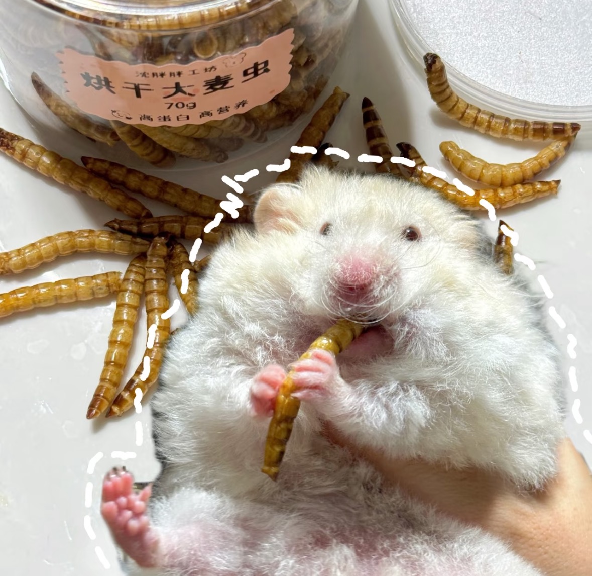 仓鼠金丝熊零食烘干大麦虫营养增肥蛋白质补充70g包邮