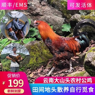 云南农村散养太监鸡土鸡老阉鸡红毛献鸡活体老公鸡跑山阉母鸡现杀