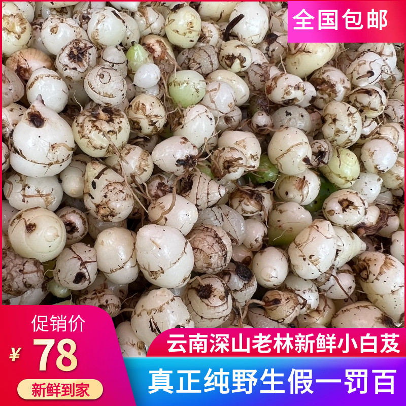 云南大山野生小白芨五老山小白鸡中草药材白及新鲜现挖500g包邮