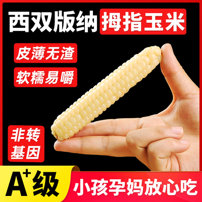 云南西双版纳拇指小玉米