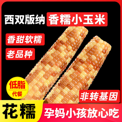 云南西双版纳香花新鲜糯小玉米棒包谷真空袋装即食低脂早餐2斤装