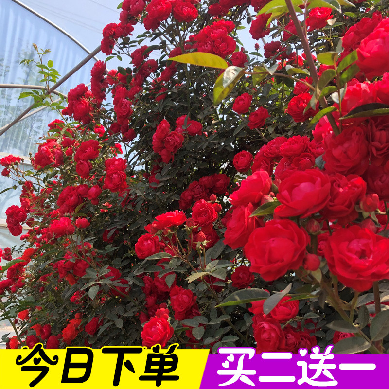 木香花苗爬藤植物庭院蔷薇开花特大花四季浓香红色甜蜜红木香花苗