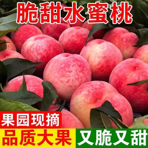 新鲜桃子沂蒙山脆甜多汁5斤