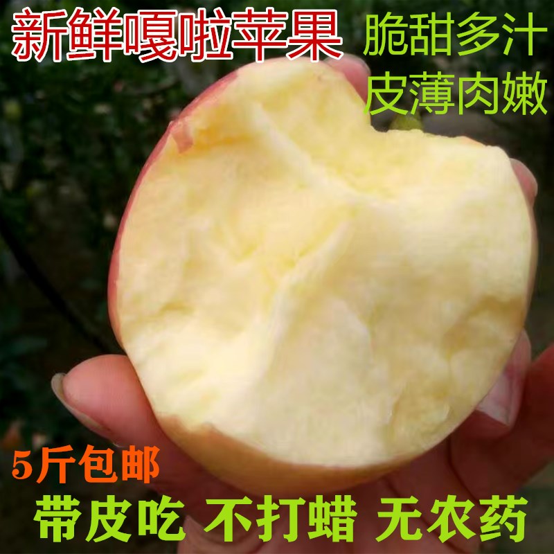 山东65MM嘎啦苹果现摘套袋果