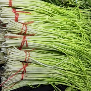 东北新鲜蔬菜蒜苗头茬蒜苗农家自种新鲜发货可炒菜包馅吉林发货