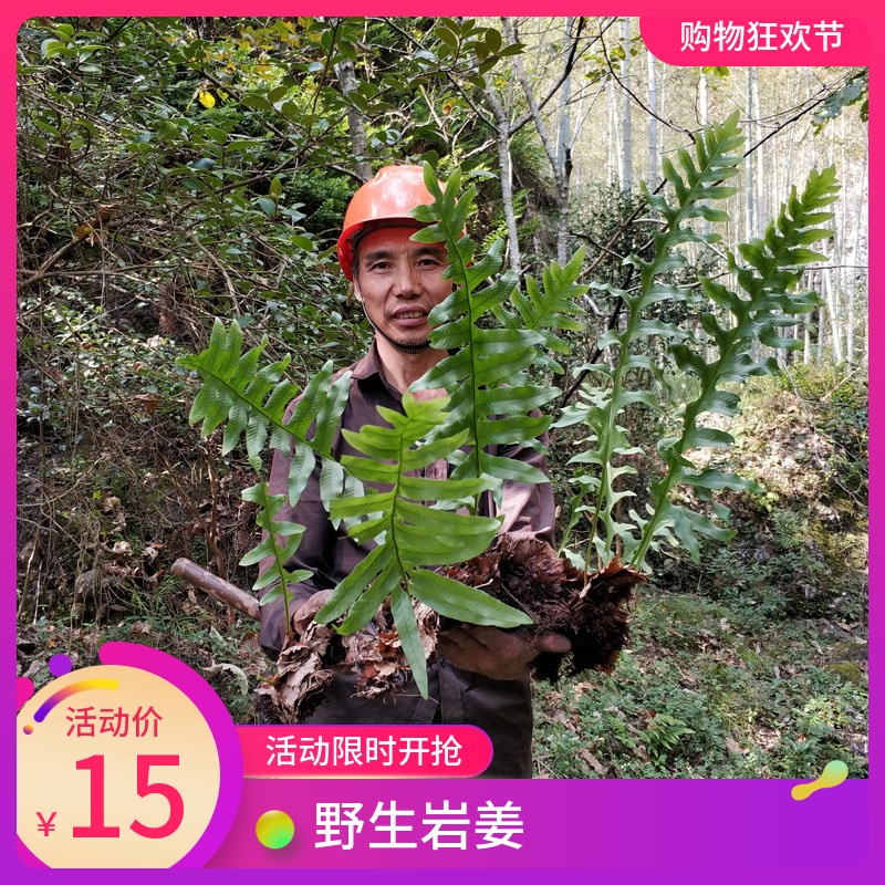 大山新鲜骨碎补毛姜 爬岩姜 石岩姜 猴姜 树申姜防脱生发秃顶包邮