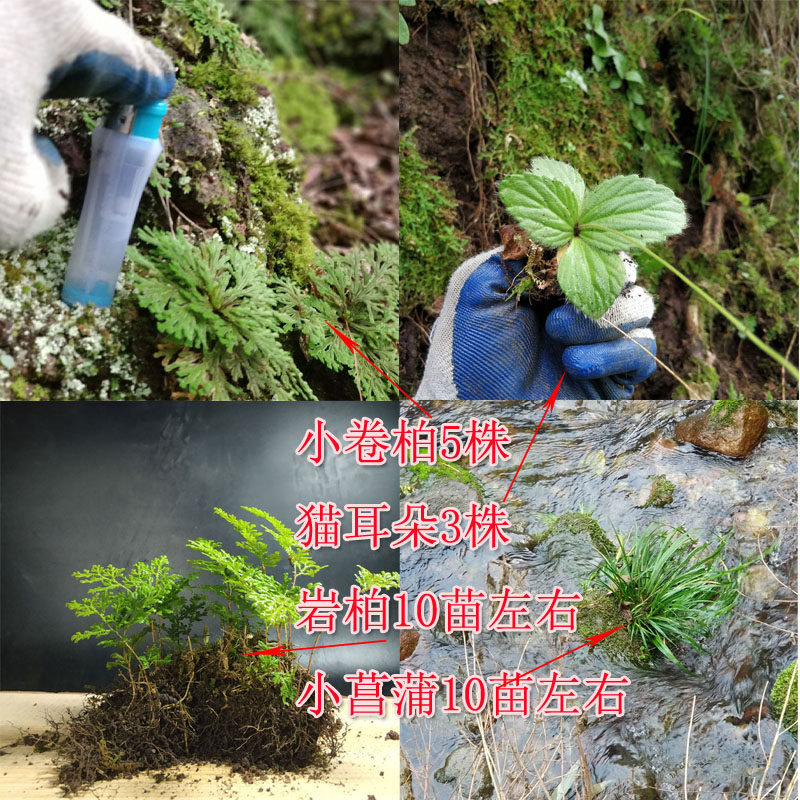 假山造景绿植卷柏菖蒲盆景吸水石植物岩柏不死草盆景猫耳朵苦苣苔