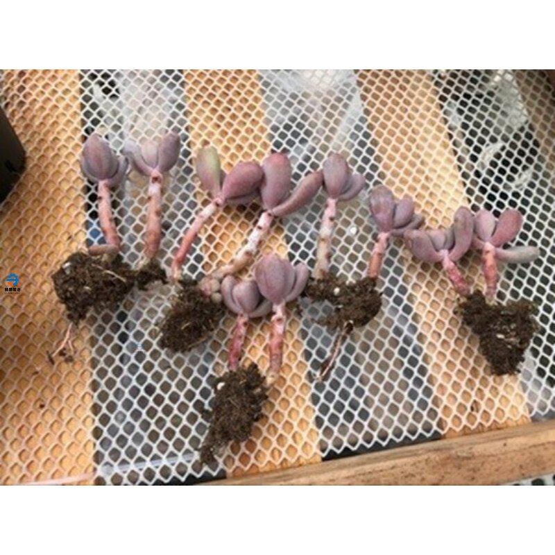 防护塑料加厚阳台网网家用垫板装饰网围栏养蜂育雏W安全花架网格