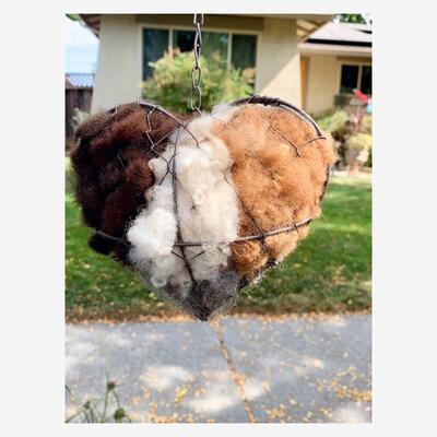 独立站BirdNestingHea