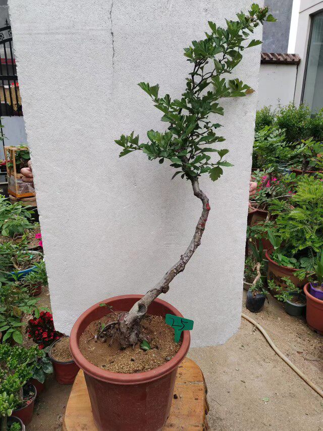 小叶野山楂山里红盆景