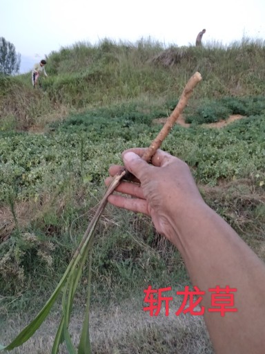 斩龙草整草野生现采蛇胆疮后遗刺痛症...