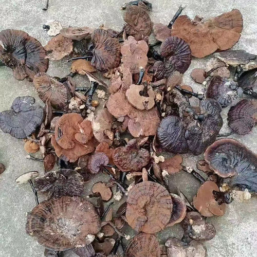 纯正野生紫灵芝安神滋补泡茶煲汤