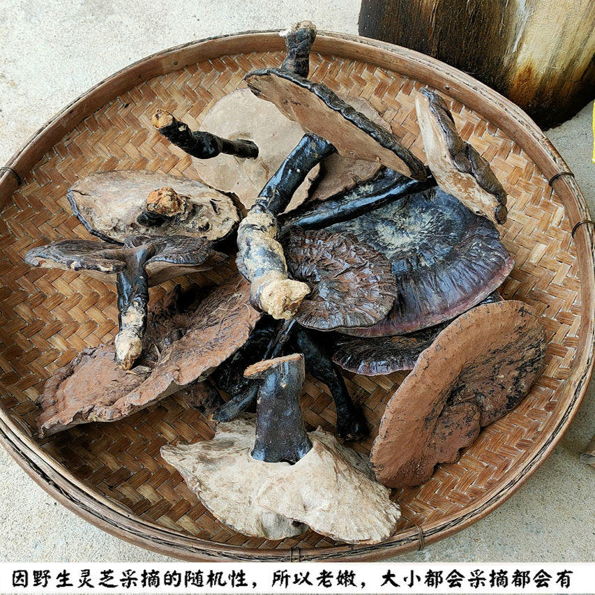 25年采摘特惠广西深山纯野生灵芝紫灵芝野生安神滋补泡茶煲汤泡酒