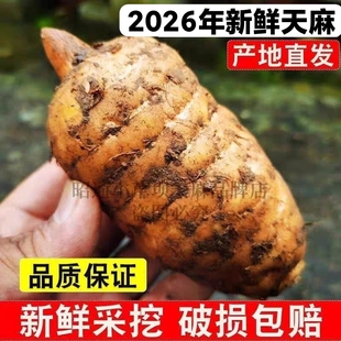 正宗云南贵州威宁高山仿野生新鲜乌天麻三年生礼盒现挖特级批发