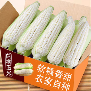 2023新鲜现摘白糯玉米9斤嫩甜玉米蔬菜当季鲜玉米棒子生苞米包邮