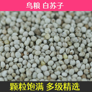 新苏子中大颗粒白苏子黄雀玉鸟鸟粮芙蓉鸟上膘鸟食油料苏子鸟饲料