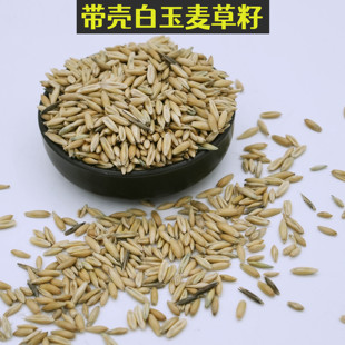 白玉麦草籽带壳燕麦鸟粮鹦鹉粮麦草籽中型鹦鹉粮食天然带壳麦草