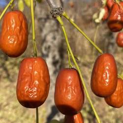 25年朝阳大枣口感软软糯糯新鲜树熟皮薄肉厚好吃3斤包邮