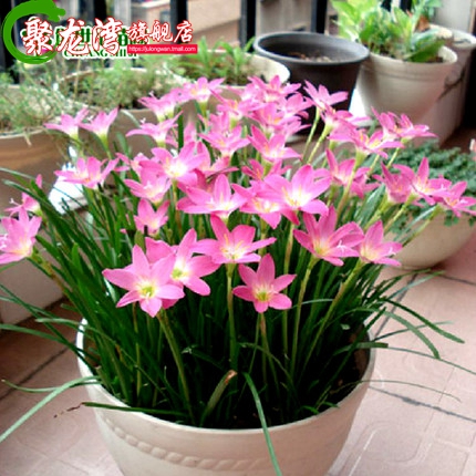 桌面盆栽觀花植物花卉 蔥蘭花花苗 蔥蘭/韭蘭/風雨蘭