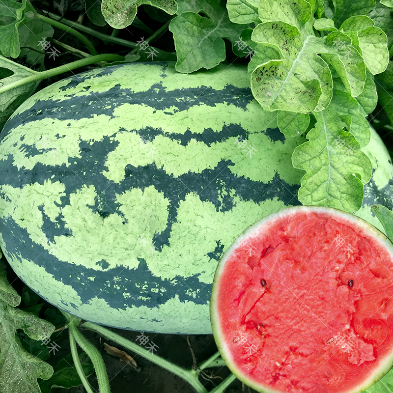 大果懒汉西农八号西瓜种子价格优惠耐运输口感好蔬菜种孑四季庭院