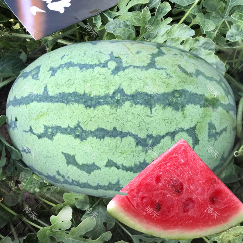 蔬菜种子卡其梦之龙椭圆西瓜种子花皮大果型早熟耐旱四季阳台盆栽