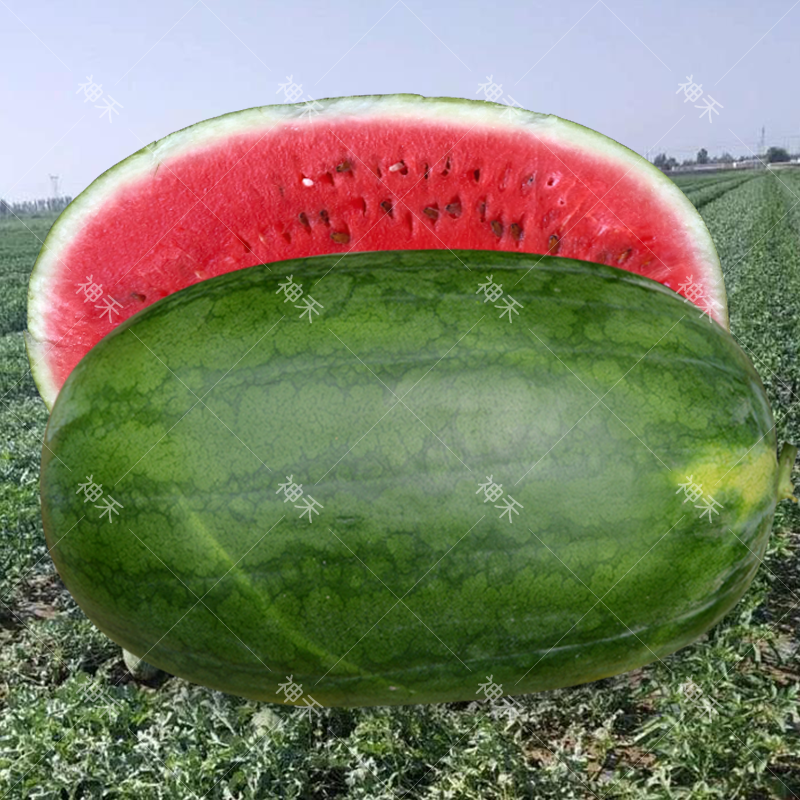 蔬菜种子龙卷风墨绿花皮西瓜种籽大果高产耐旱免修四季阳台盆栽