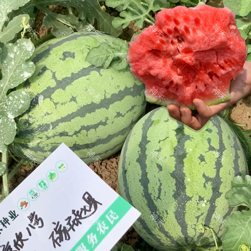 蔬菜种子京欣八号西瓜种籽不空心耐重茬高产四季阳台盆栽农家院