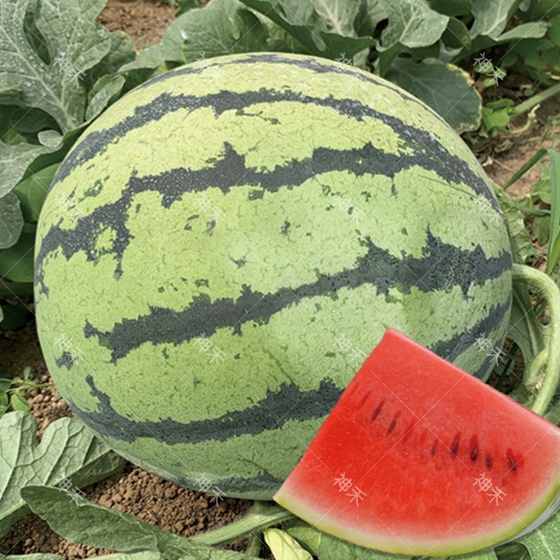 东北京欣一号类型西瓜种子冠雷大果地雷耐裂高产耐运输蔬菜种籽