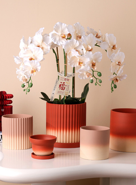 新年福桶蝴蝶兰花盆渐变迎春素烧红色花盆有孔带托盘仿真花发财果