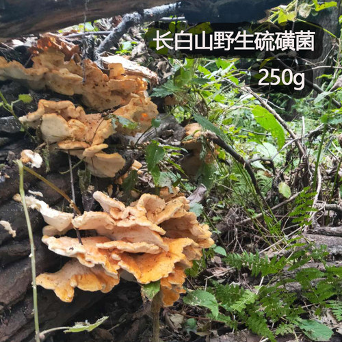 长白山野生硫磺菌250g黄枝正品深山采摘金芝  树鸡蘑