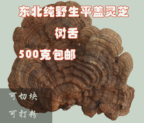 长白山平盖树舌天然大个野生灵芝