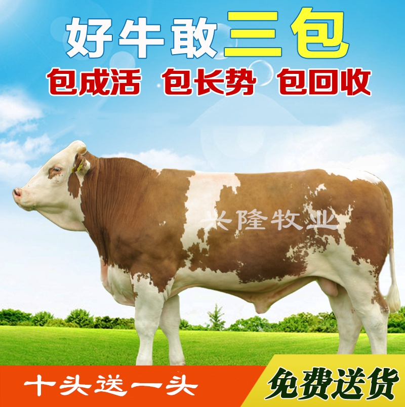 活牛鲁西黄牛犊肉牛犊西门塔尔活体牛崽苗小牛肉牛仔杂交养殖技术