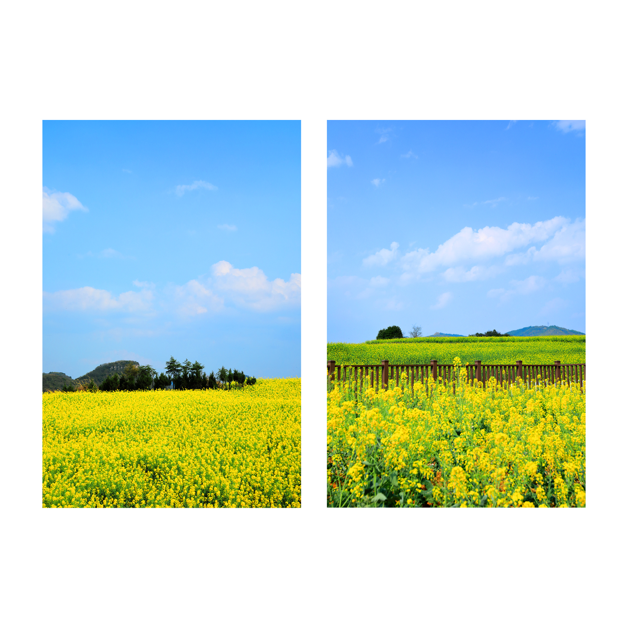 原创风景装饰画芯油菜花贴画