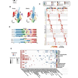 单细胞、分子动力学、虚拟筛选、药效团构建 、网路药理学、GBD等