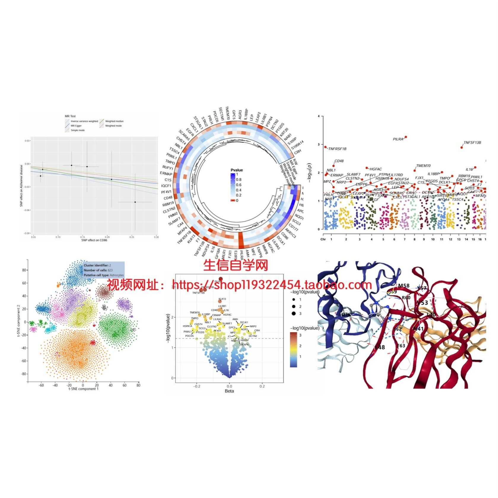 孟德尔随机化+网络药理学+单细胞测序的文章套路