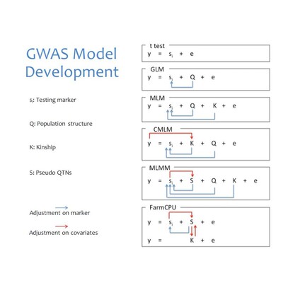 GWAS 孟德尔随机化 meta 共定位 SMR教学和代做