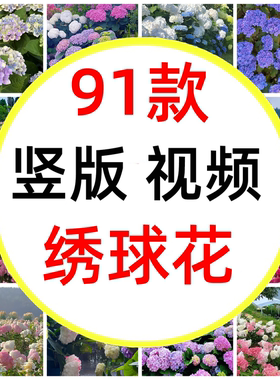 中华木绣球花圆锥绣球花园植物香草草莓绣球花卉短视频素材