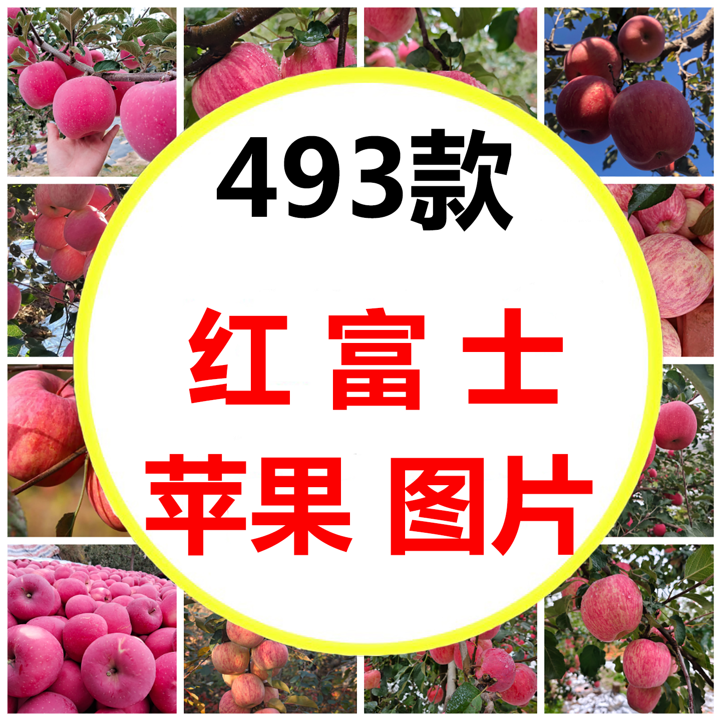 山东烟台栖霞红富士苹果陕西洛川高原果园采摘苹果高清图片素材
