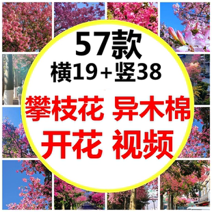四川攀枝花初冬南美异木棉花开了冬天是粉色的盛开短视频素材