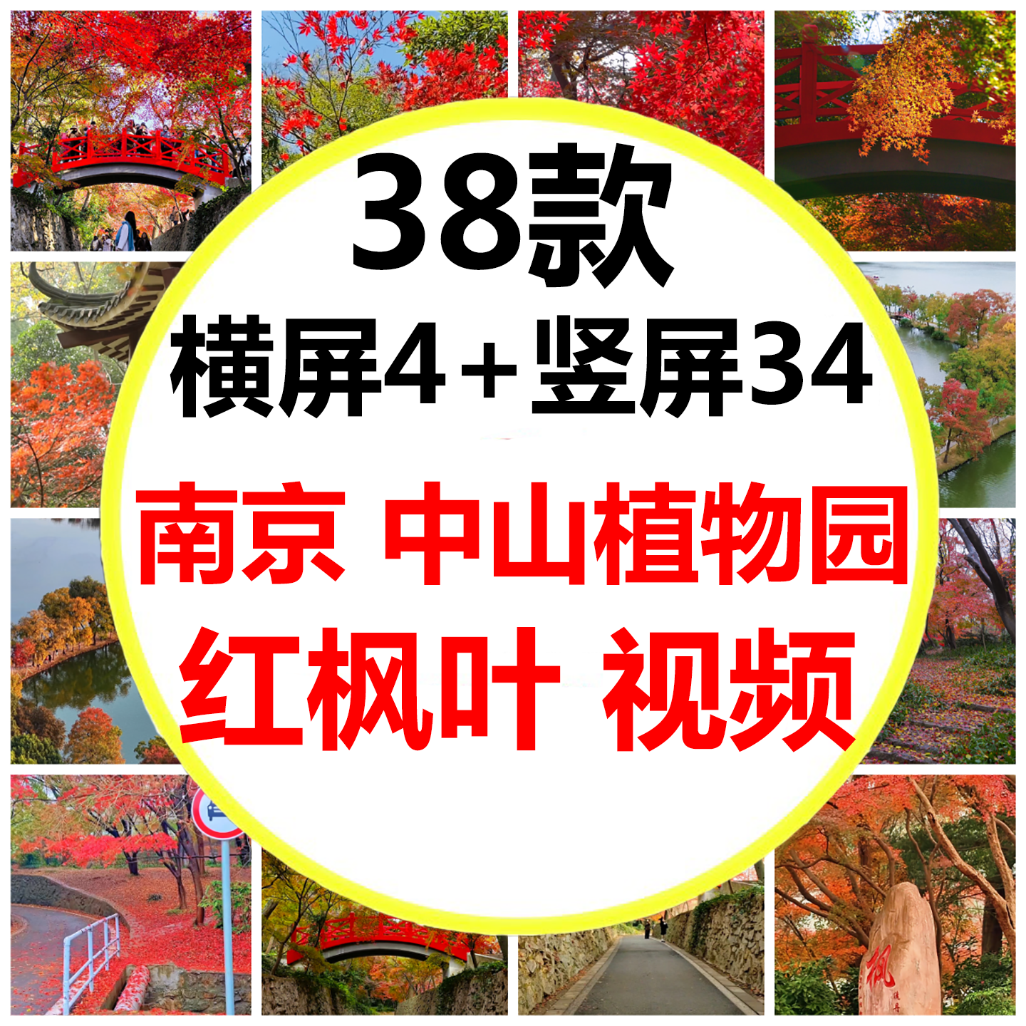 江苏南京金陵中山植物园北园红枫岗赏枫叶赏秋枫叶红了短视频素材